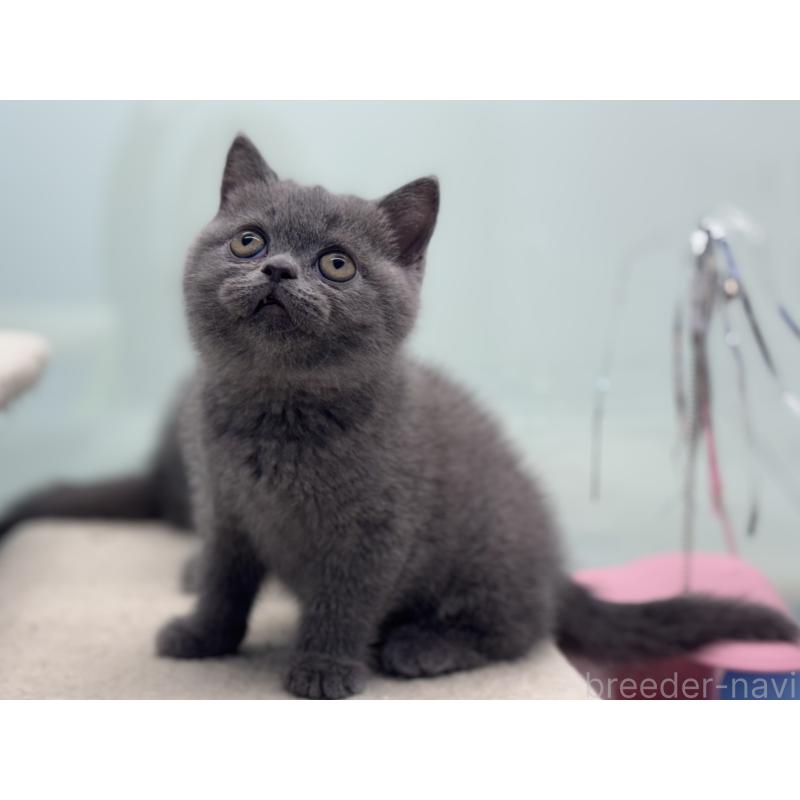 販売中の神奈川県のブリティッシュショートヘア-135297の10枚目