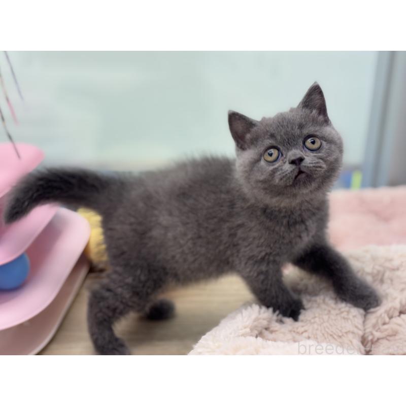 販売中の神奈川県のブリティッシュショートヘア-135297の9枚目