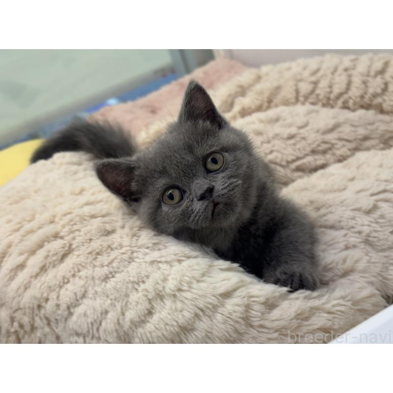 販売中の神奈川県のブリティッシュショートヘア-135297の8枚目