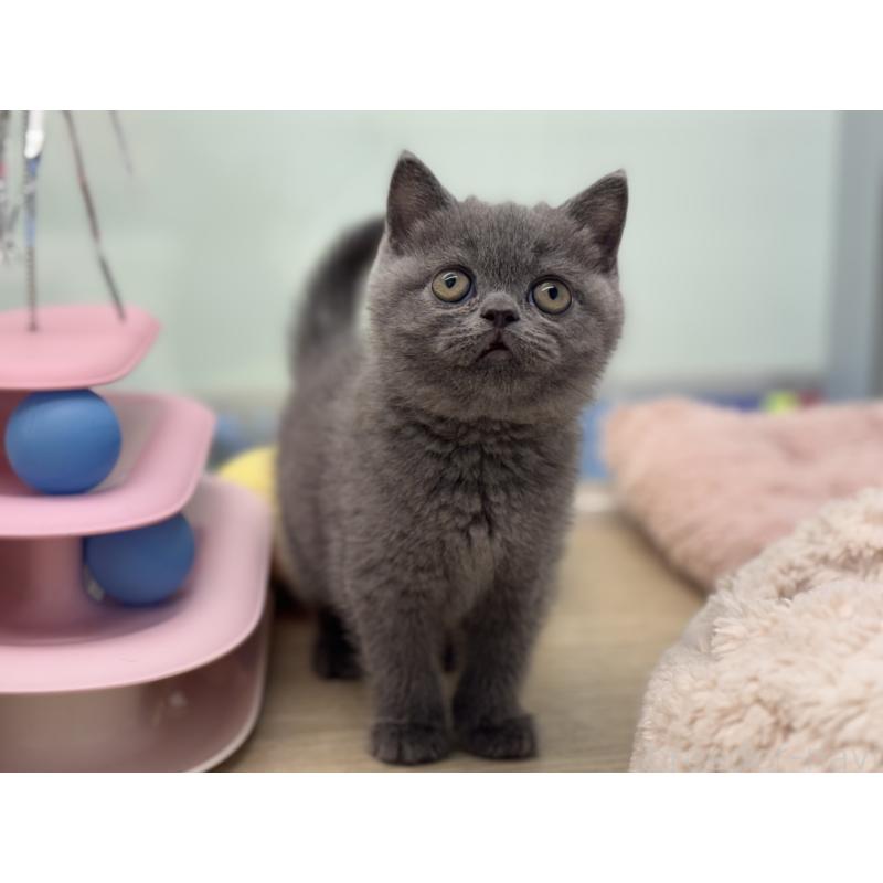 販売中の神奈川県のブリティッシュショートヘア-135297の7枚目