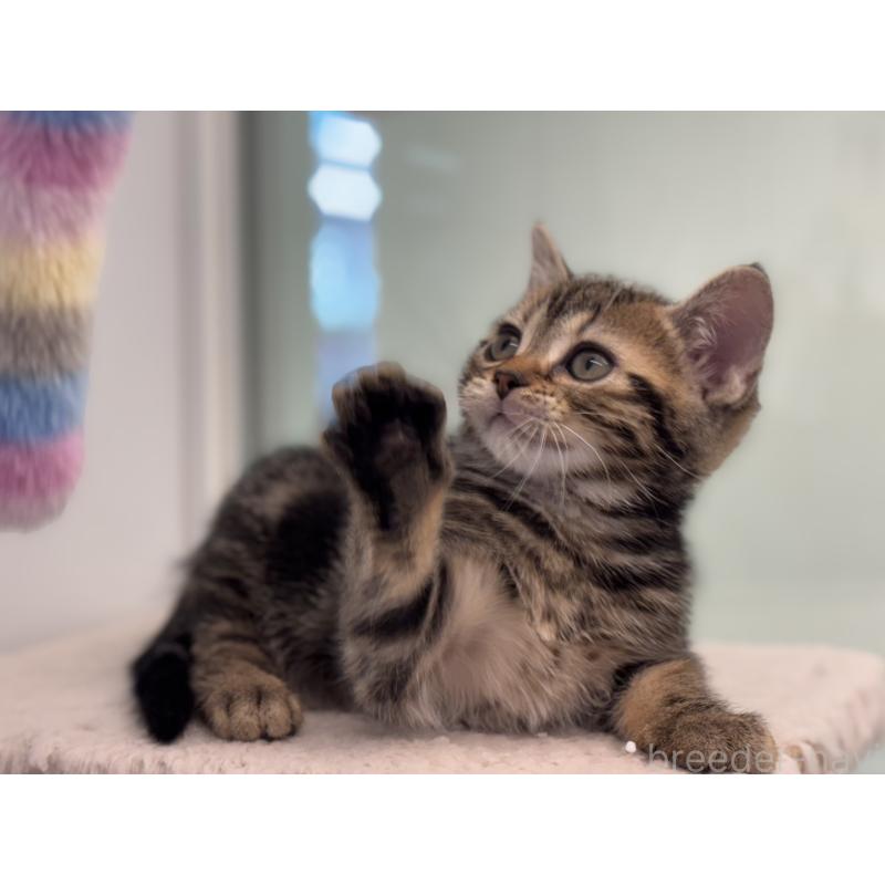 成約済の神奈川県のアメリカンショートヘア-134918の7枚目