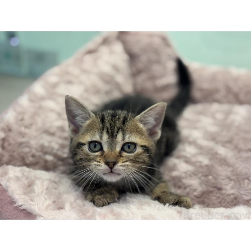 成約済の神奈川県のアメリカンショートヘア-134918の6枚目