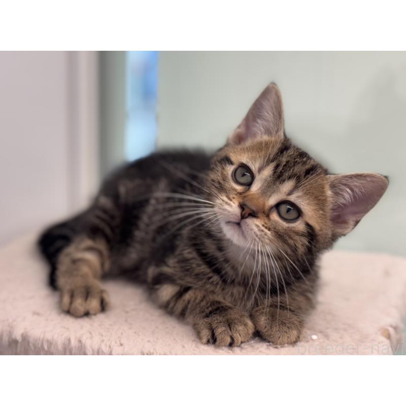 成約済の神奈川県のアメリカンショートヘア-134918の5枚目