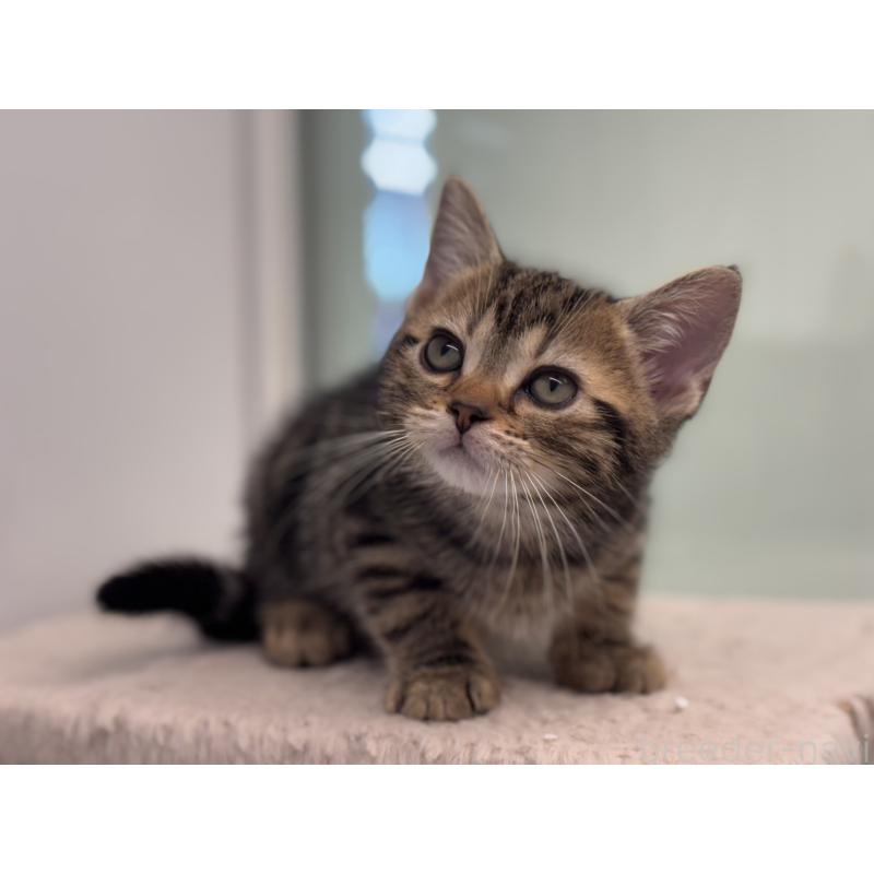 成約済の神奈川県のアメリカンショートヘア-134918の4枚目