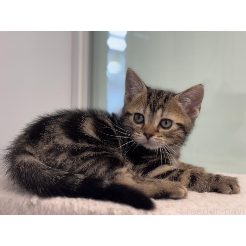 成約済の神奈川県のアメリカンショートヘア-134918の3枚目