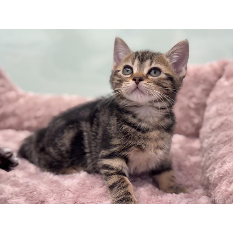 成約済の神奈川県のアメリカンショートヘア-134918の2枚目