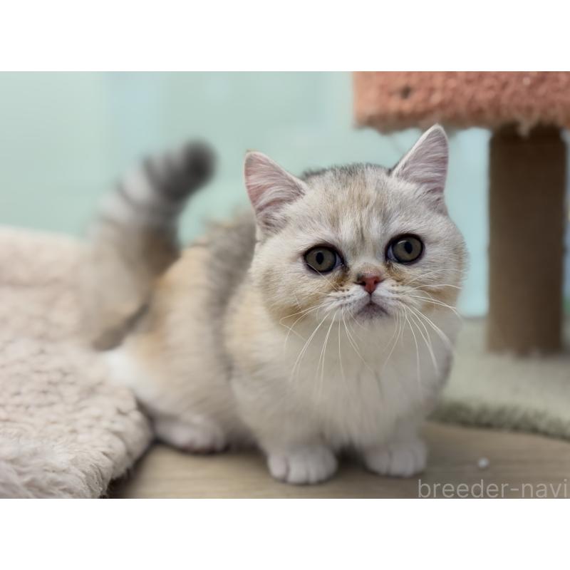 成約済の神奈川県のミヌエット-135528の11枚目