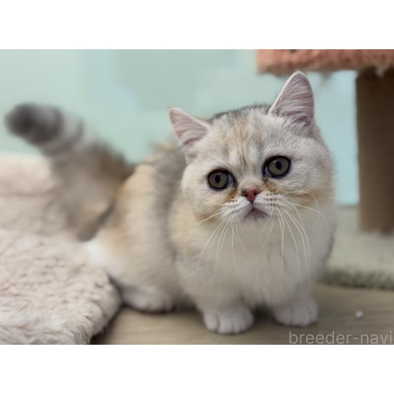 成約済の神奈川県のミヌエット-135528の10枚目