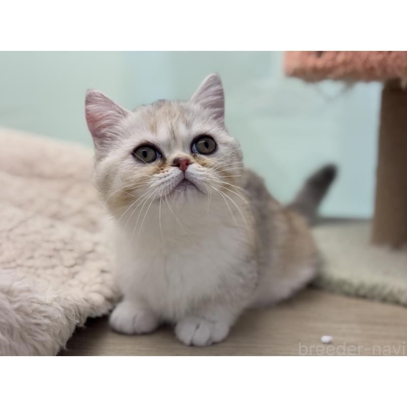 成約済の神奈川県のミヌエット-135528の9枚目