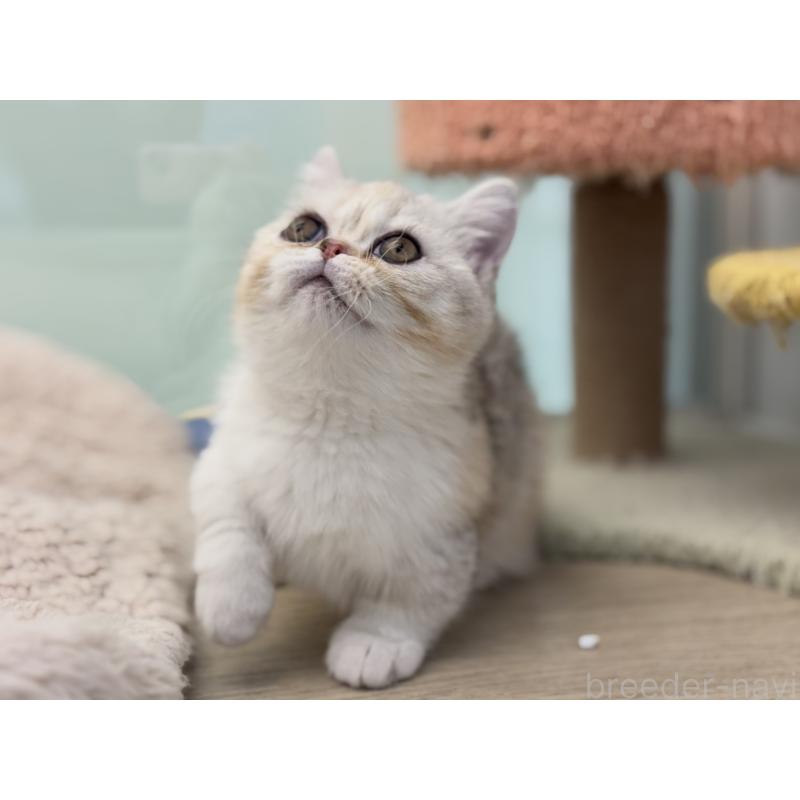 成約済の神奈川県のミヌエット-135528の8枚目