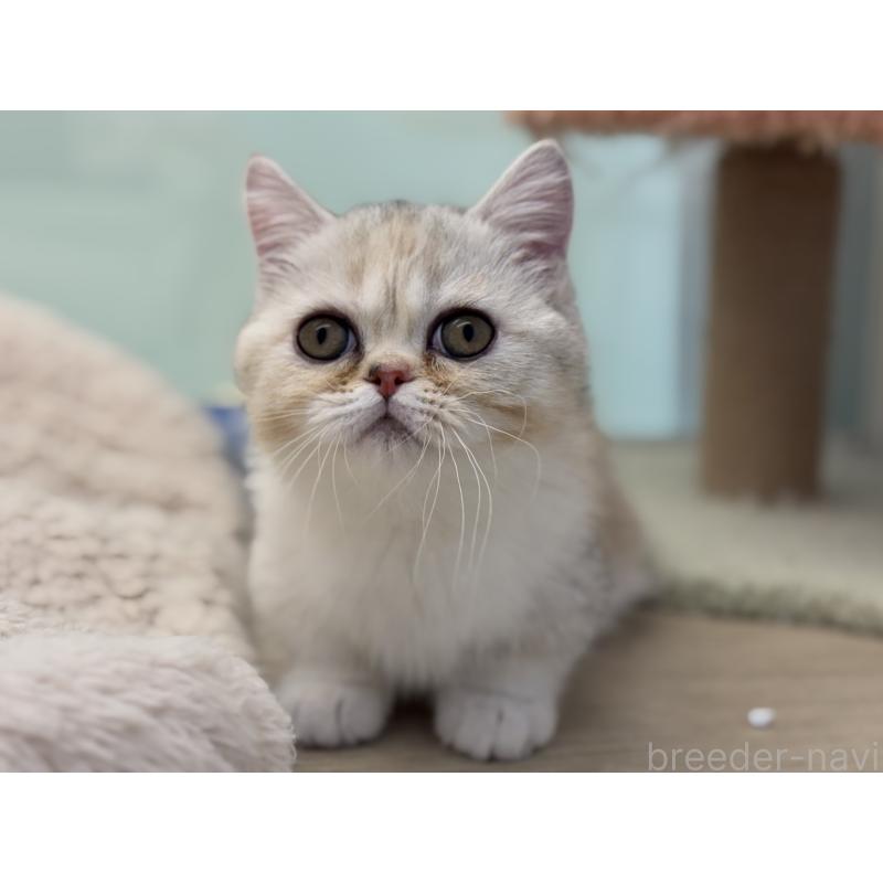 成約済の神奈川県のミヌエット-135528の6枚目