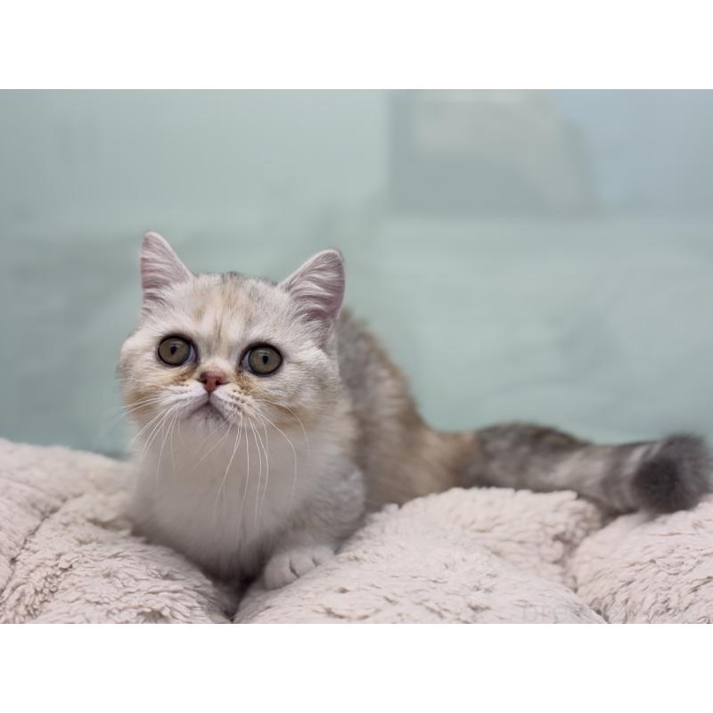 成約済の神奈川県のミヌエット-135528の5枚目