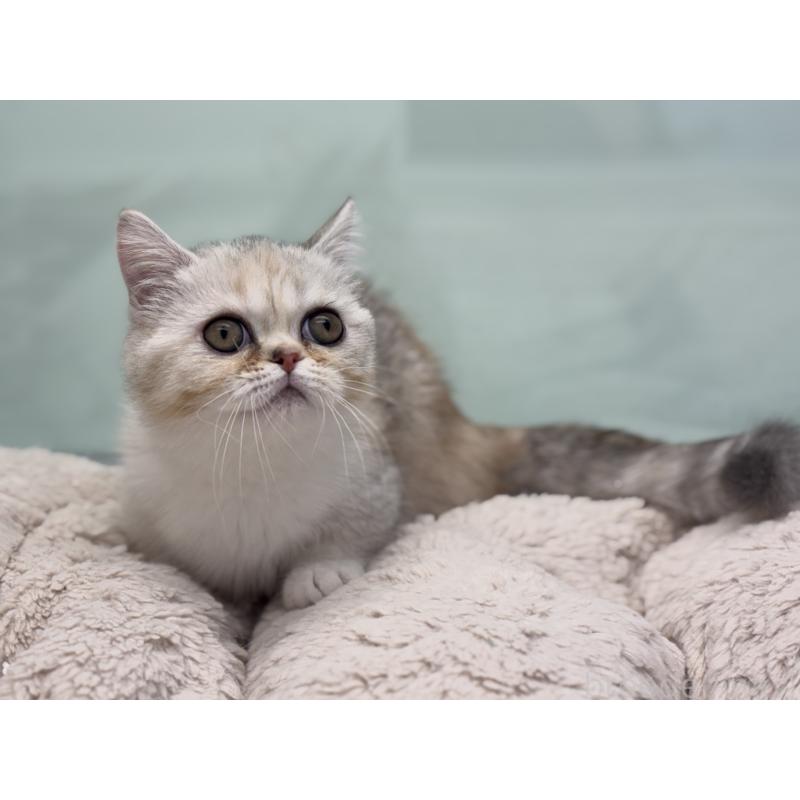 成約済の神奈川県のミヌエット-135528の4枚目