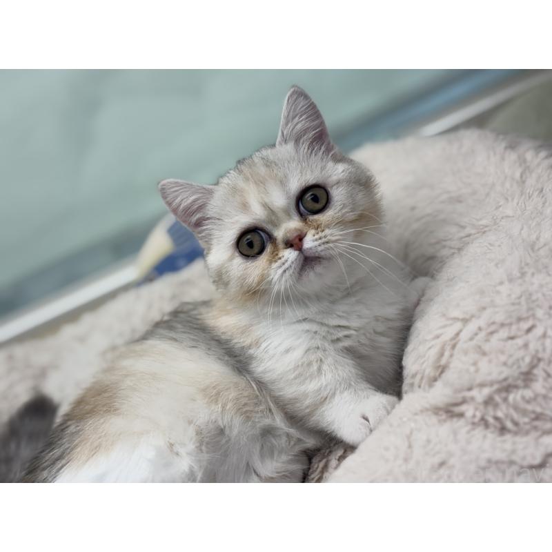 成約済の神奈川県のミヌエット-135528の3枚目