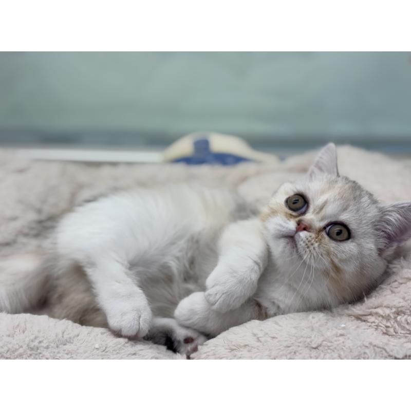 成約済の神奈川県のミヌエット-135528の2枚目