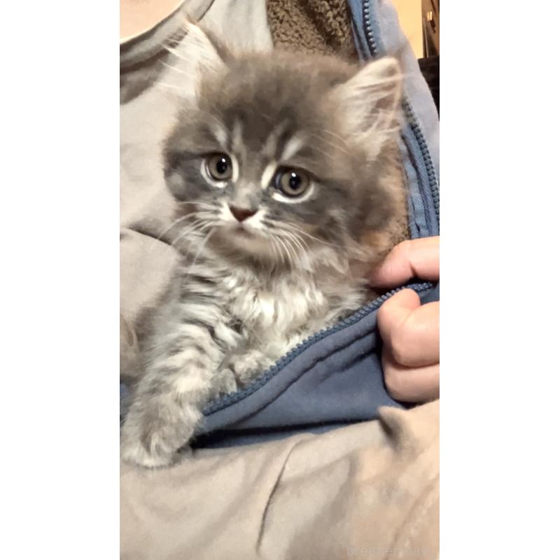 販売中の東京都のサイベリアン-136967の5枚目