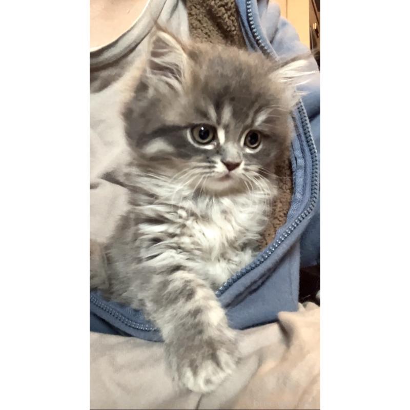 販売中の東京都のサイベリアン-136967の1枚目