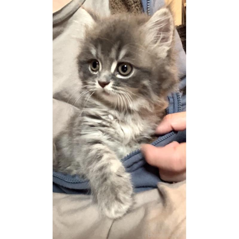 販売中の東京都のサイベリアン-136967の2枚目