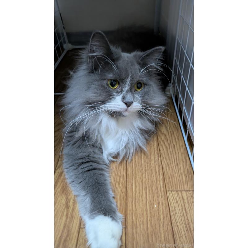 販売中の大阪府のミヌエット-120590