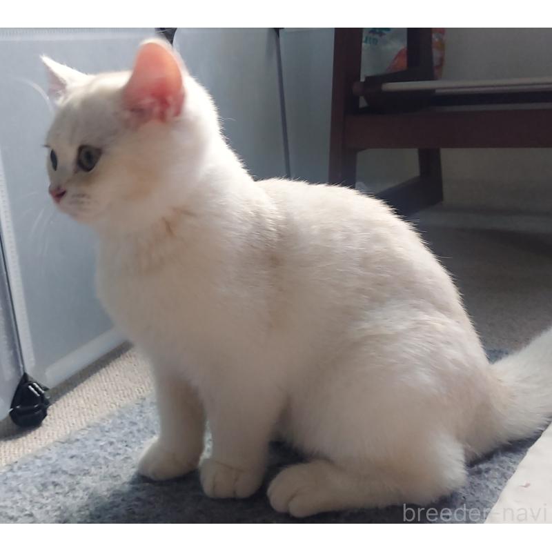 販売中の愛知県のブリティッシュショートヘア-136970の5枚目