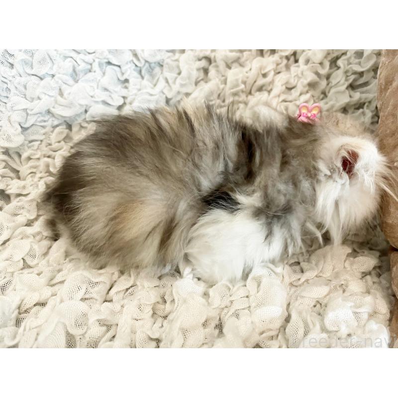 販売中の島根県のミヌエット(短足)-136796の5枚目