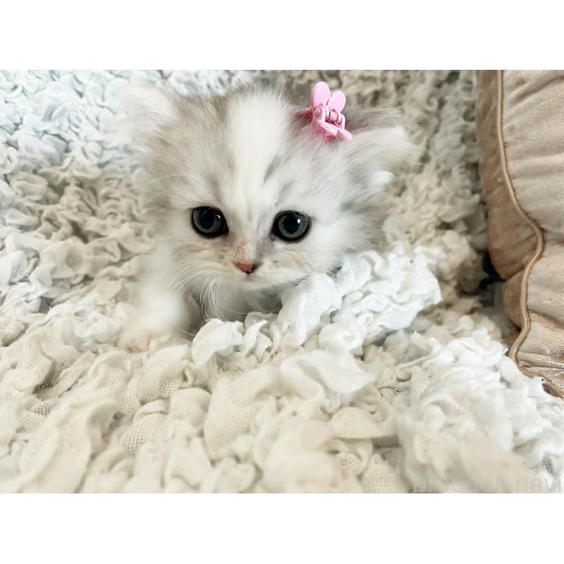 販売中の島根県のミヌエット(短足)-136796の3枚目