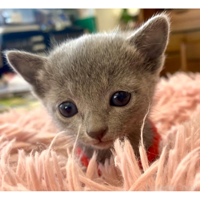 販売中の東京都のロシアンブルー-136805