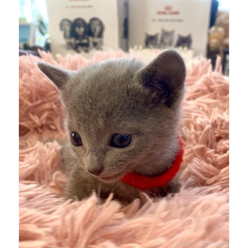 販売中の東京都のロシアンブルー-136805の68枚目