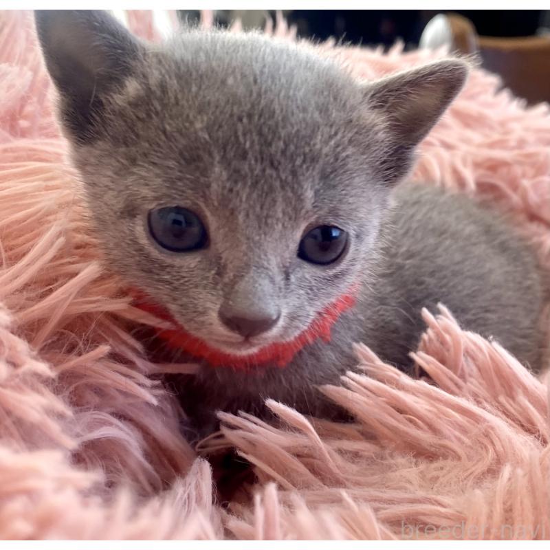 販売中の東京都のロシアンブルー-136805の67枚目