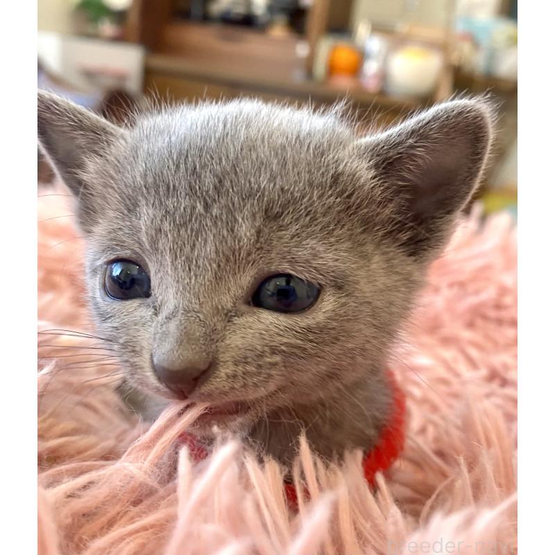 販売中の東京都のロシアンブルー-136805の65枚目