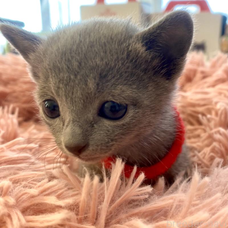 販売中の東京都のロシアンブルー-136805の64枚目