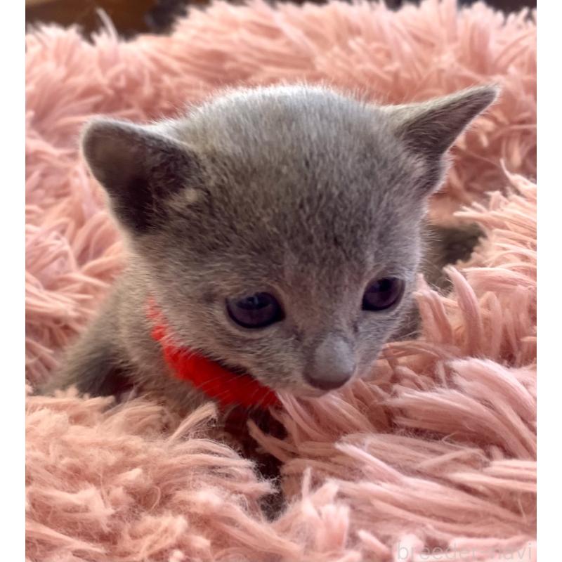 販売中の東京都のロシアンブルー-136805の63枚目