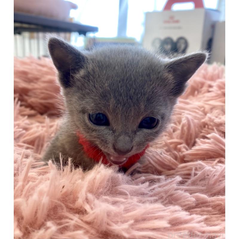 販売中の東京都のロシアンブルー-136805の62枚目