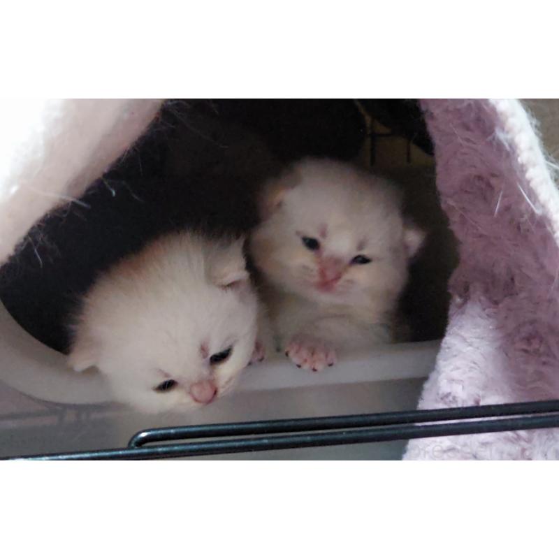 販売中の愛知県のブリティッシュショートヘア-136970の3枚目