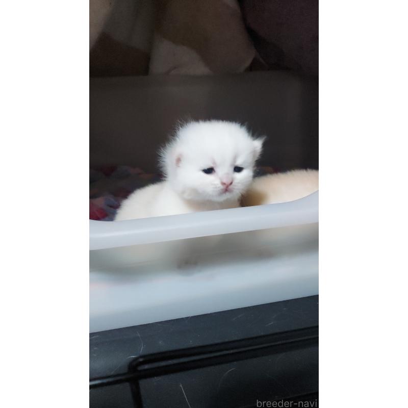 販売中の愛知県のブリティッシュショートヘア-136970の2枚目