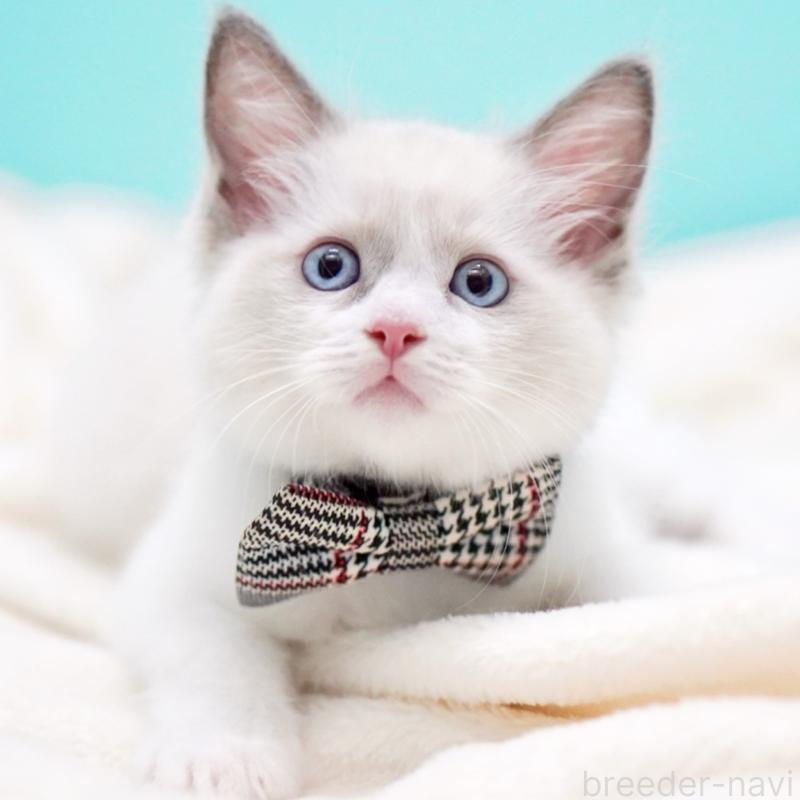 販売中の東京都のラグドール-135118の15枚目