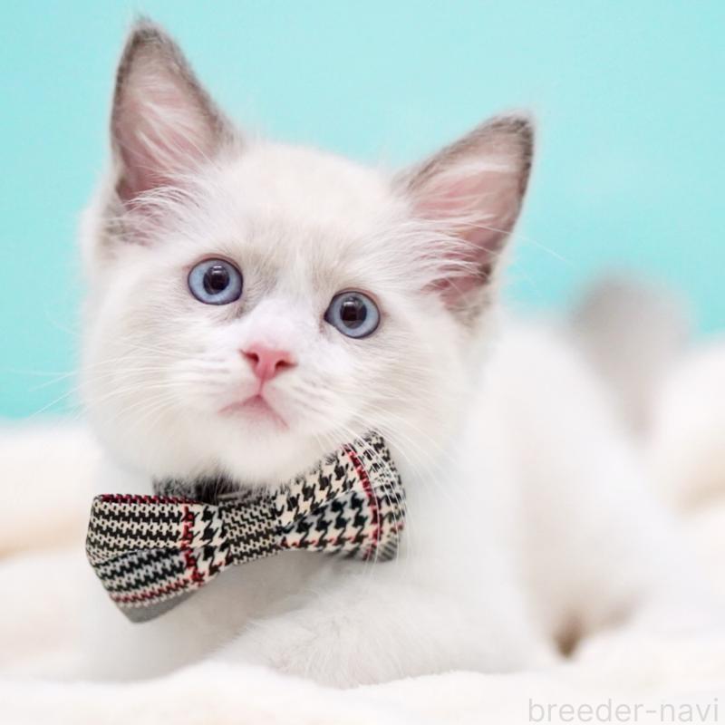 販売中の東京都のラグドール-135118の14枚目