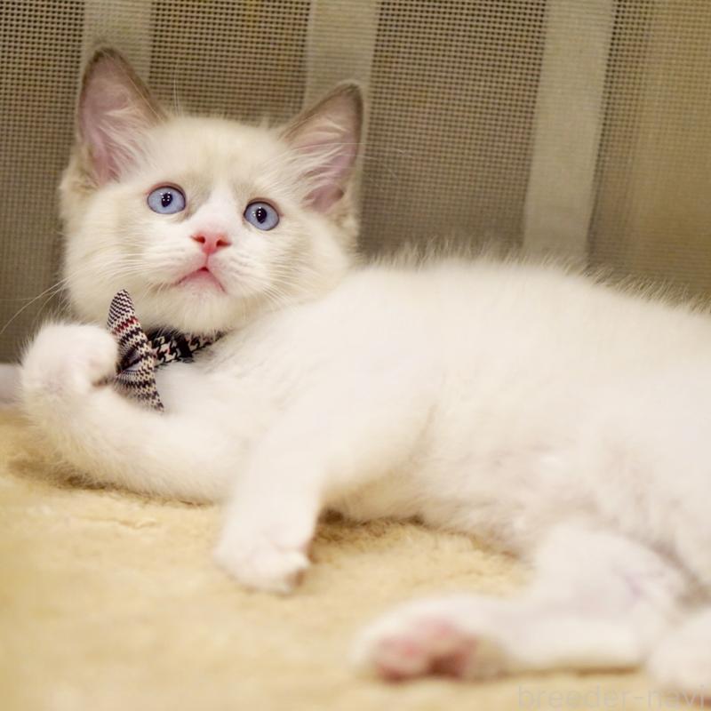 販売中の東京都のラグドール-135118の13枚目