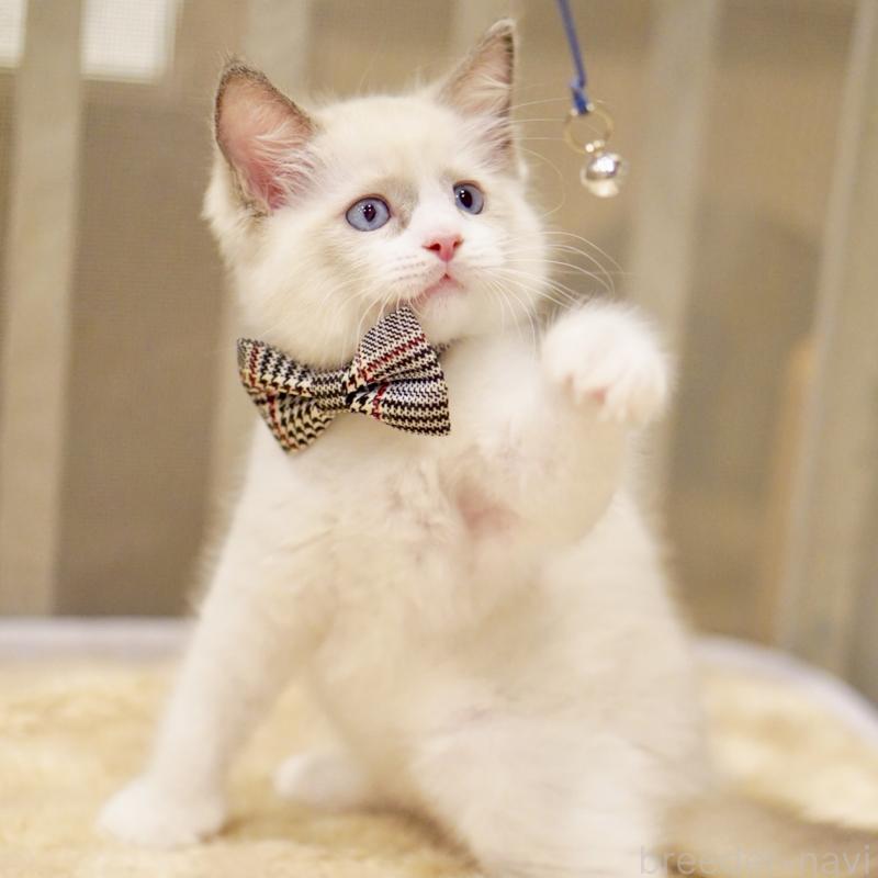 販売中の東京都のラグドール-135118の12枚目