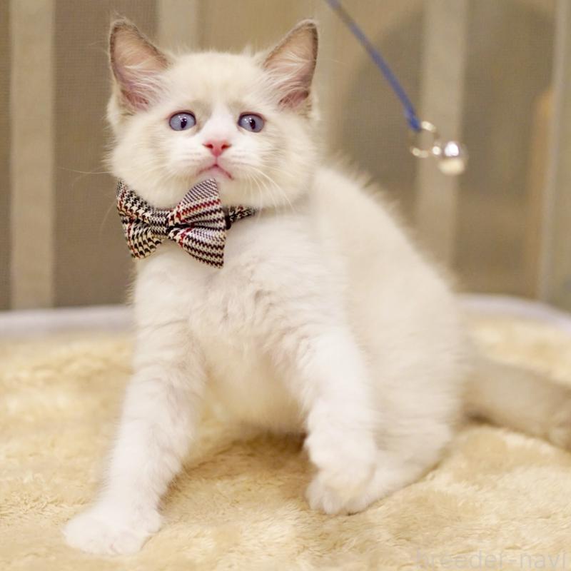 販売中の東京都のラグドール-135118の9枚目