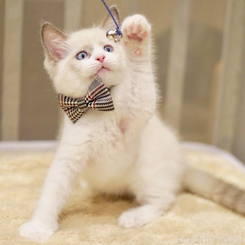 販売中の東京都のラグドール-135118の8枚目