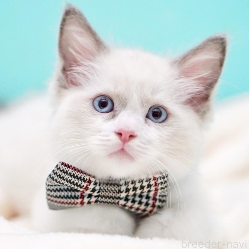 販売中の東京都のラグドール-135118の7枚目