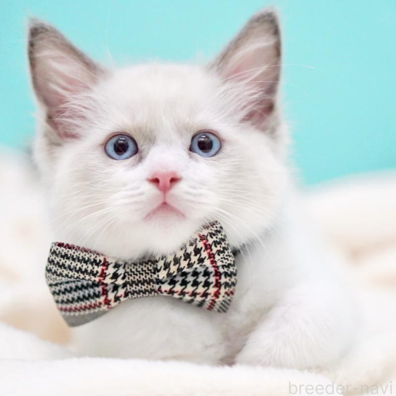 販売中の東京都のラグドール-135118の6枚目