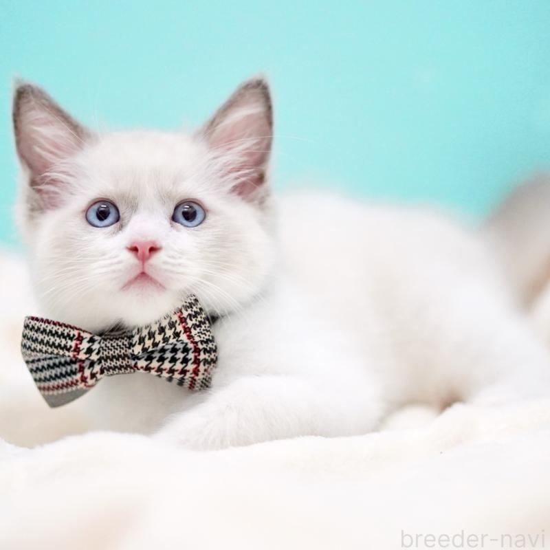 販売中の東京都のラグドール-135118の5枚目