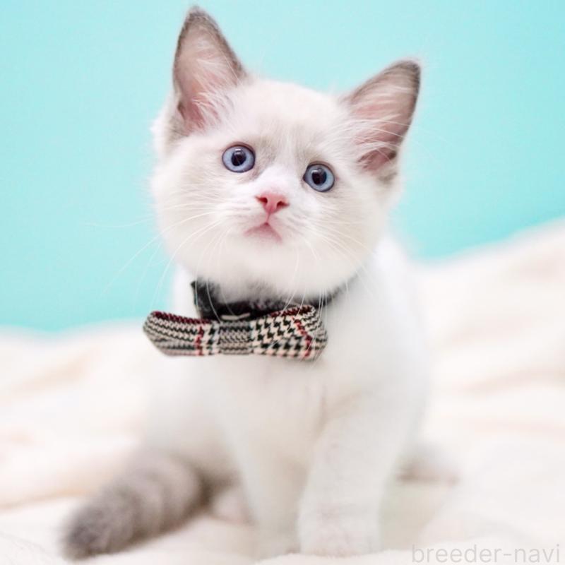 販売中の東京都のラグドール-135118の4枚目