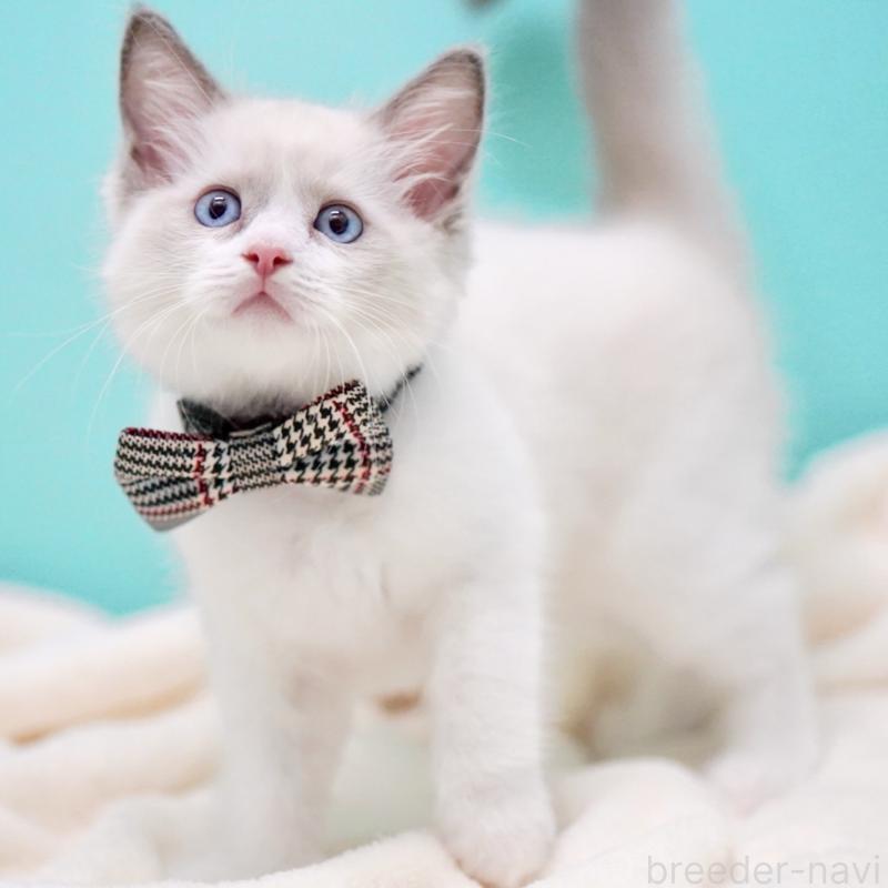 販売中の東京都のラグドール-135118の3枚目