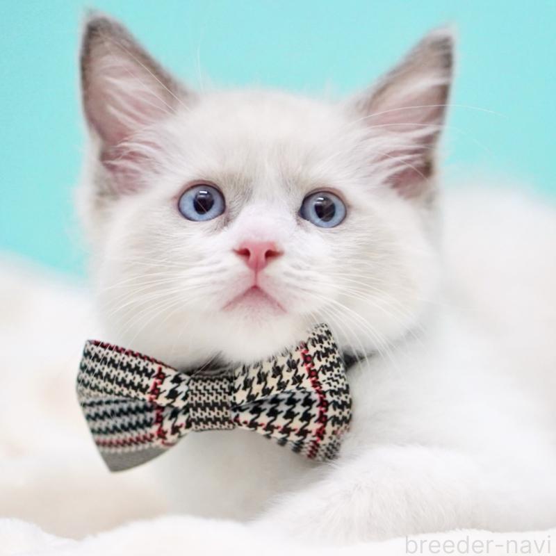 販売中の東京都のラグドール-135118の2枚目