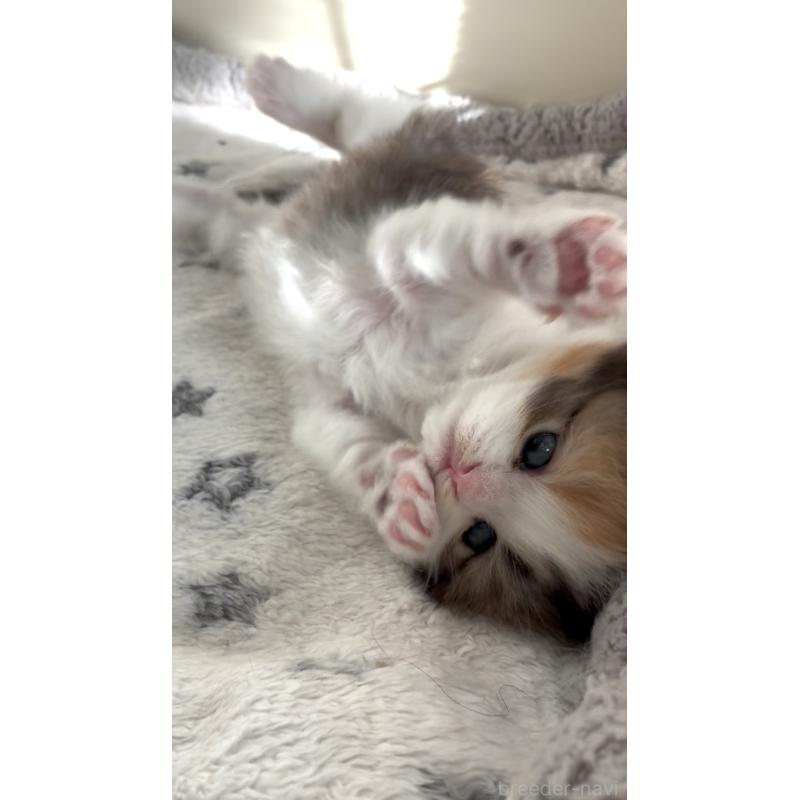 販売中の埼玉県のスコティッシュフォールド-136971の16枚目