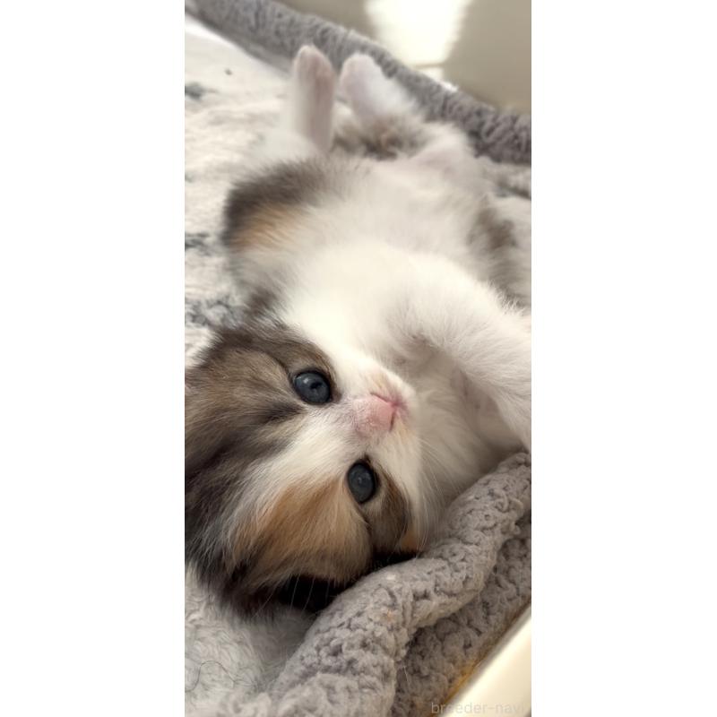 販売中の埼玉県のスコティッシュフォールド-136971の15枚目