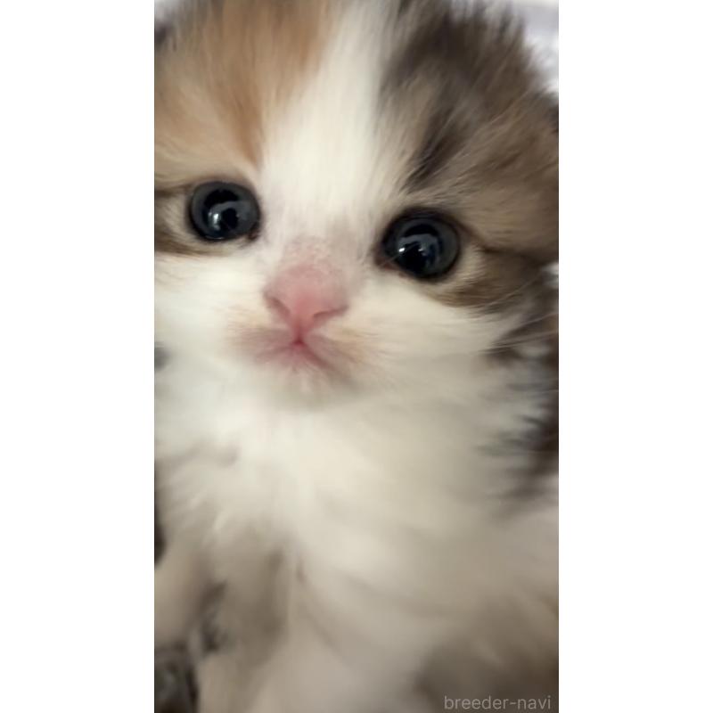 販売中の埼玉県のスコティッシュフォールド-136971の14枚目